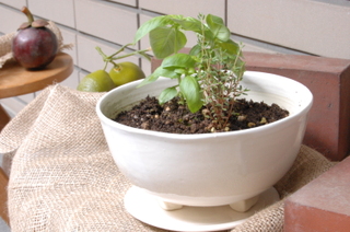 Basiltime01_3 Basiltime01_3