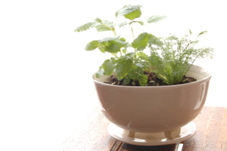 Lemonbalmcamomile01 Lemonbalmcamomile01