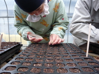 Tane_maki_basil Tane_maki_basil